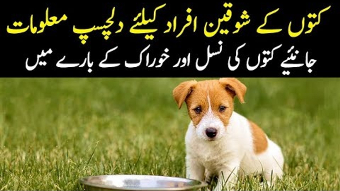 Imported Dogs In Pakistan | Best Breeds Of Dogs | How To Feed A Dog