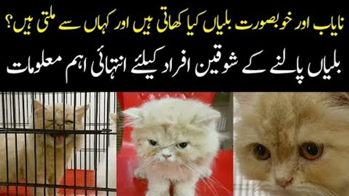 Best Breeds of Imported Cats In Pakistan | How To Take Care Of Cats At Home?