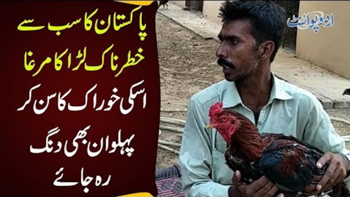 How To Prepare Cocks For Fights? | Special Aseel Murgha Training | Most Amazing Rooster Fight 2019