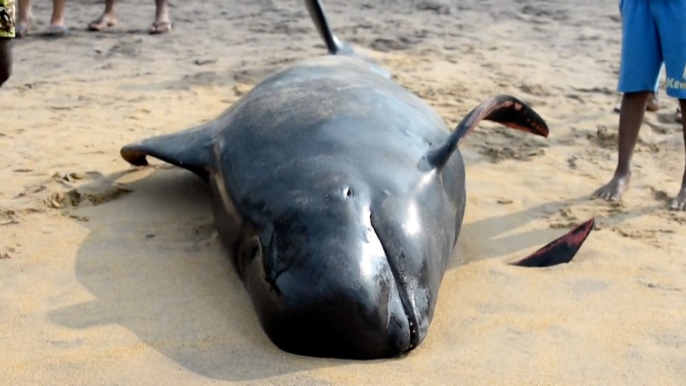 Sri Lanka rescues at least 120 beached whales in country’s biggest mass stranding