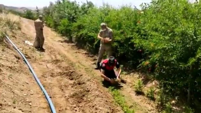 Son dakika haberi! Jandarma ekiplerinden hint keneviri operasyonu: 2 bin 991 kök hint keneviri ele geçirildi