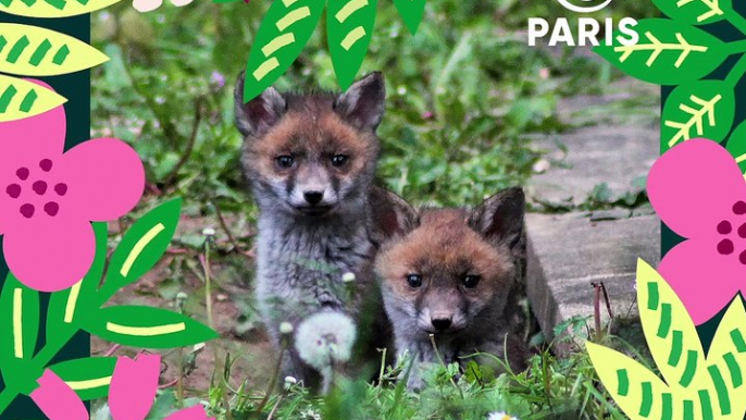 Brèves de nature sauvage à Paris : Le renard roux