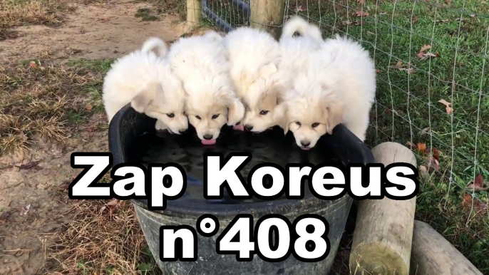 Zap Koreus n° 408