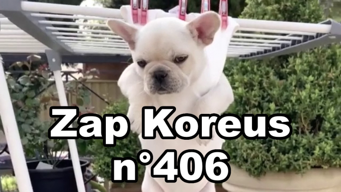 Zap Koreus n°406