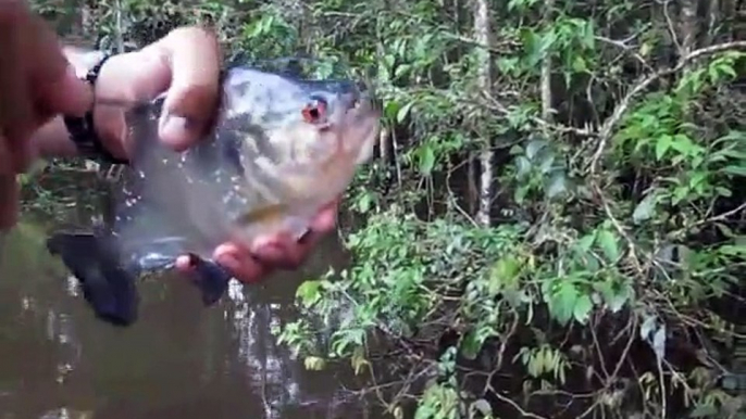 La mâchoire d'un piranha c'est puissant... la preuve