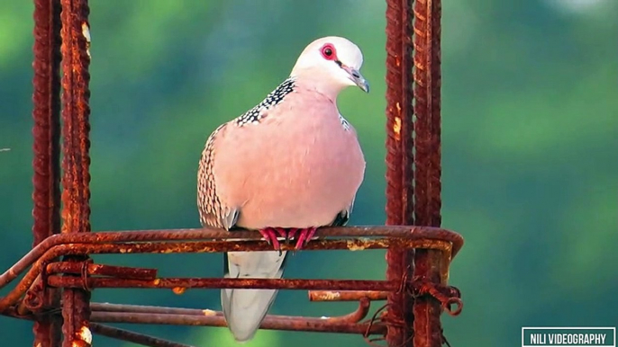 Beautiful Spotted Dove  Close Up | Birds Of Uttar Pradesh | Spilopelia Chinesis | Wildlife India