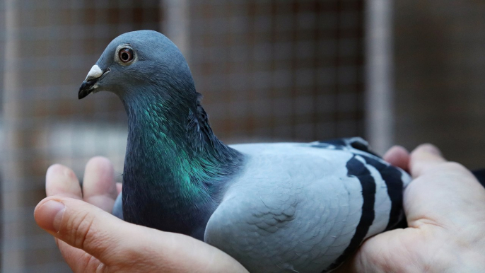 Belgian racing pigeon flies past record to sell for nearly US$1.9 million at auction