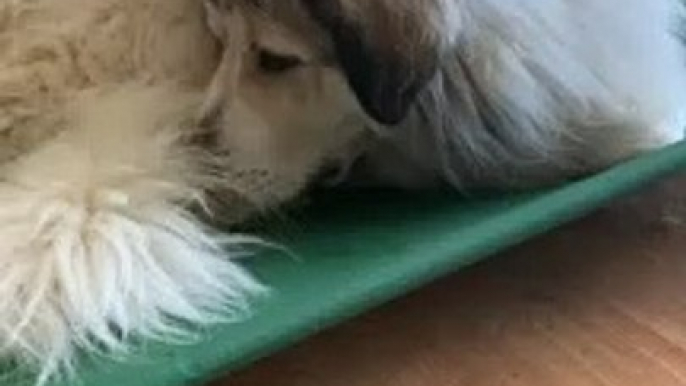 Gentle Giant and His Tiny Guinea Pig Friend