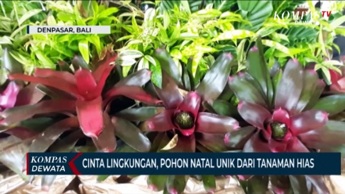 Cinta Lingkungan, Pohon Natal Unik Dari Tanaman Hias