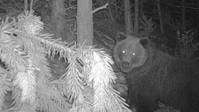 L'ourse Sarousse, introduite en 2006 dans les Pyrénées françaises, abattue par un chasseur côté espagnol