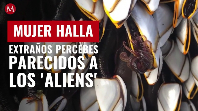 ¿Son extraterrestres? Mujer halla extraños percebes parecidos a los 'aliens'; video se hace viral