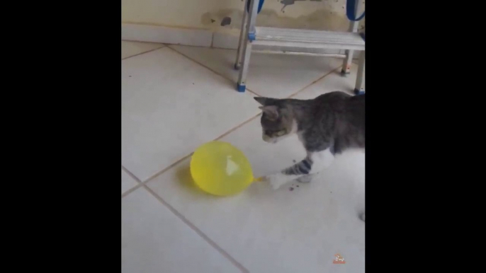 Cat Reaction to Playing Balloon - Funny Cat Balloon Reaction Compilation