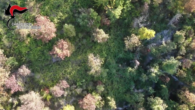 Reggio Emilia - Piantagione di marijuana nel bosco arrestati due calabresi (12.12.20)