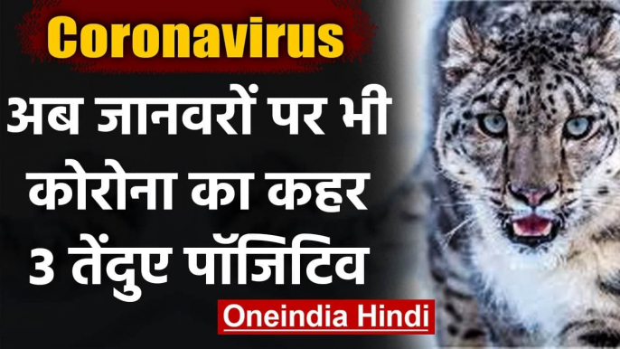 Coronavirus: अब जानवरों पर भी Corona का कहर, 3 Leopards बने कोरोना का शिकार | वनइंडिया हिंदी