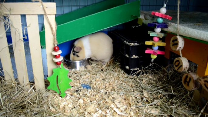 ROOM TOUR JAULA COBAYAS CYC DE TRES PISOS DICIEMBRE 2020 | GUINEA PIGS C&C CAGE TOUR | CUYOS, CUYS