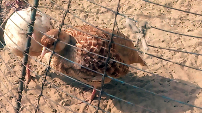 White Young Partridge Best pair in world for teeter lover 2021|White Young Partridge Best pair in world for teeter lover 2021|Birds lover new birds |New birds in world in 2021