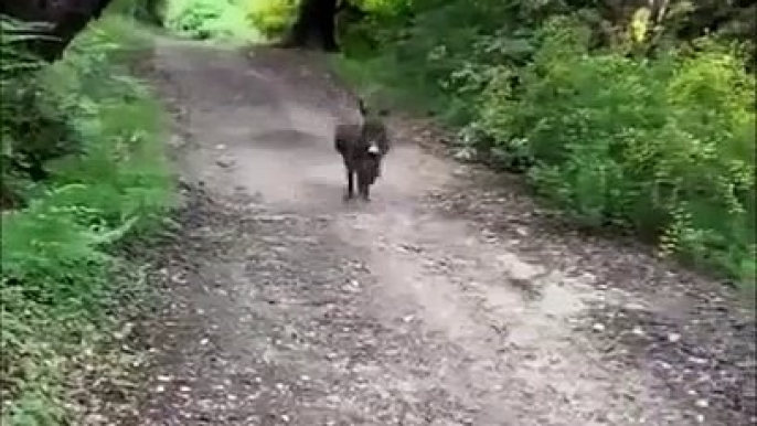 Cet âne laisse un petit cadeau en passant devant ces randonneurs !