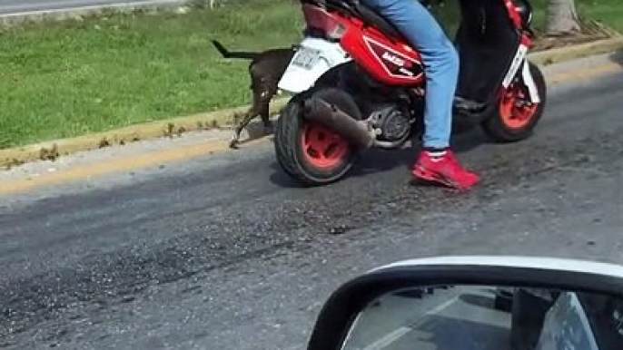 Doggy Stretches Its Legs While Waiting for a Traffic Light