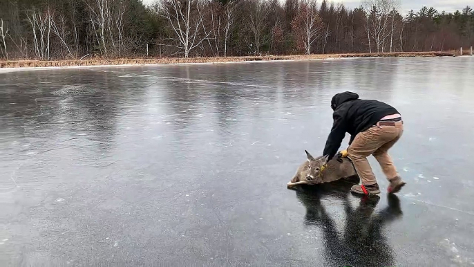 Un homme aide un chevreuil à rejoindre la rive