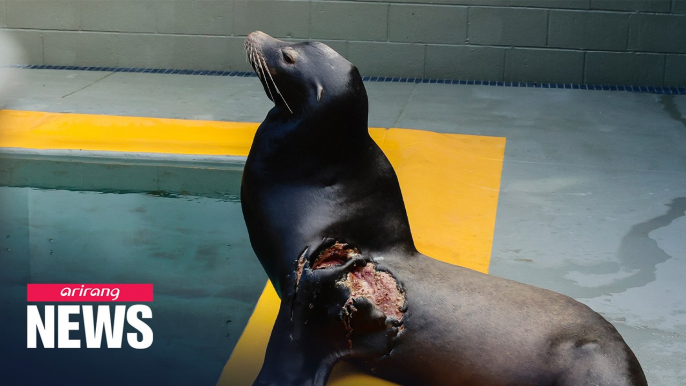 Rescued California sea lion returned to the wild