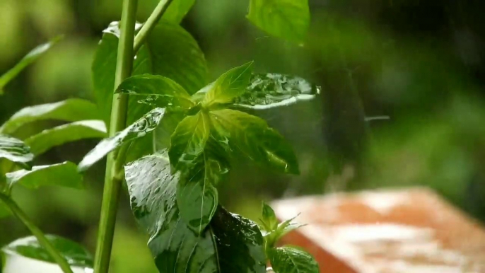 Musica para Dormir Chuva Rápido e Relaxar Acalmar a Mente Tranquila e Profundamente