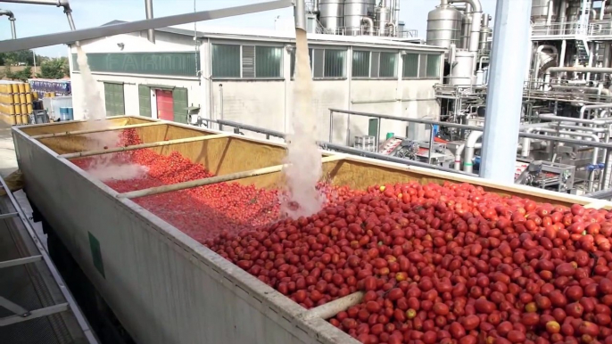 Tomatoes Harvesting Machine  Tomato Processing in Factory  How it made Canned Tomato ketchup_