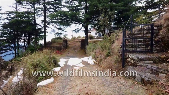 Himalayan Haunted House - walking to wildfilmsindia's bhooth bangla in Uttarakhand