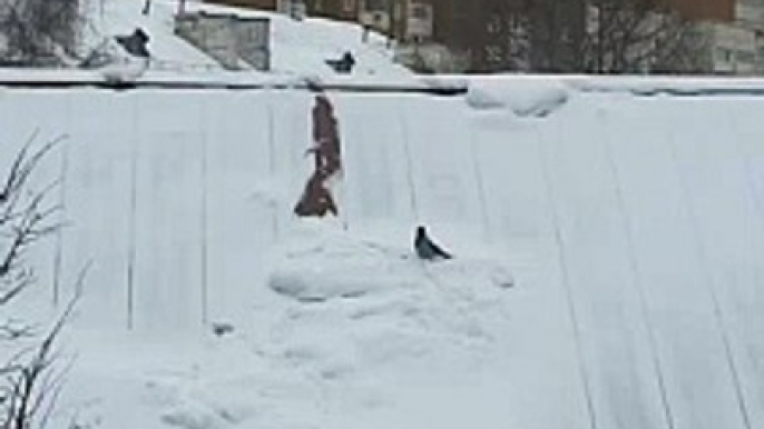 Fumbling Bird Nearly Slides off Snowy Roof