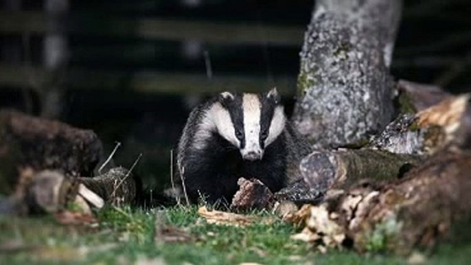 Breakfast on BBC Radio West Midlands  with Daz Hale 15Jan21 - Dominic Dyer discusses urban badgers