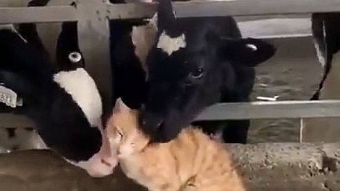 Everybody loves cats - Cow and cat - viral Animals Videos