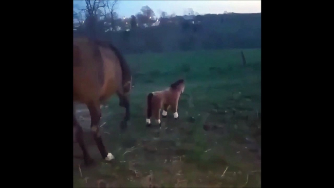 On ne la fait pas à ce cheval... Il n'aime pas les blagues