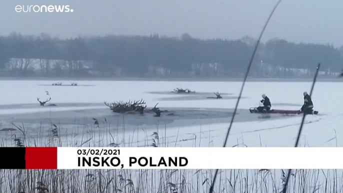 Polonia: i pompieri salvano i cervi sul lago ghiacciato