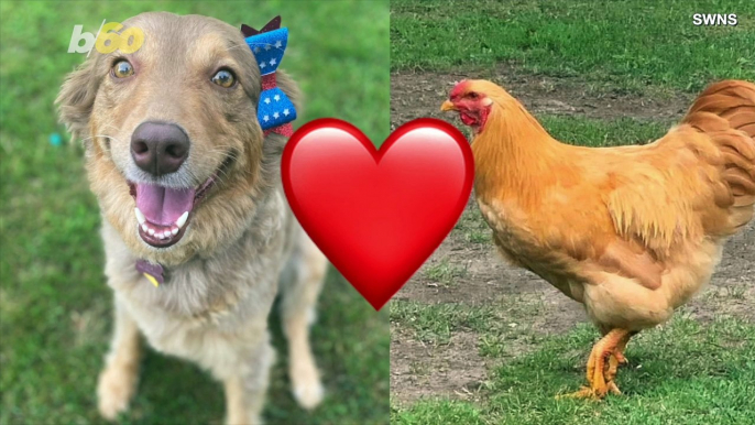 This Brave Chicken Really Loves to Chase Around This Scared Dog