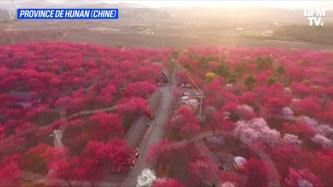 Les superbes images des cerisiers en fleurs en Chine