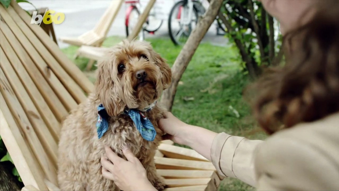 Dog Owners Kiss Their Pooch More Than Their Significant Other