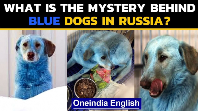 Russia: Mysterious blue dogs spotted in Russia, animal groups raise concerns| Oneindia News