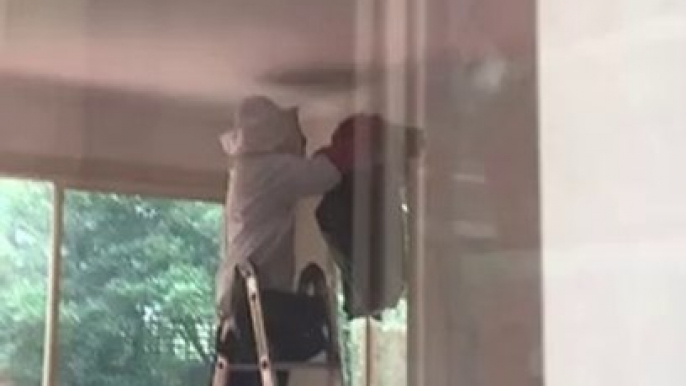 Massive Wasp Nest Removal from inside the House – Protech Pest Control