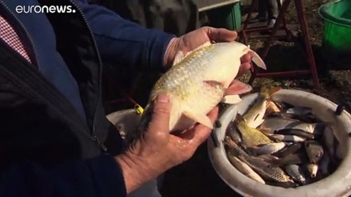 Täglich ein Kilo Fisch: Kormoranplage am Balaton