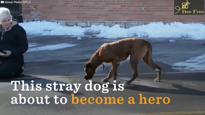 Homeless Dog Becomes Veteran's Service Dog And Best Friend