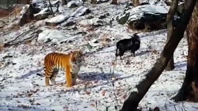 Une chèvre et un tigre sont meilleurs amis dans ce Zoo russe