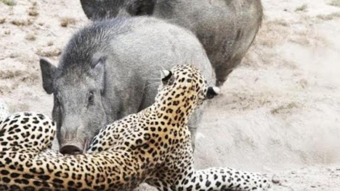 Wild Dog vs  Leopard -  Hyena accidentally rescued Warthog From Leopard - Wild Animals 2021