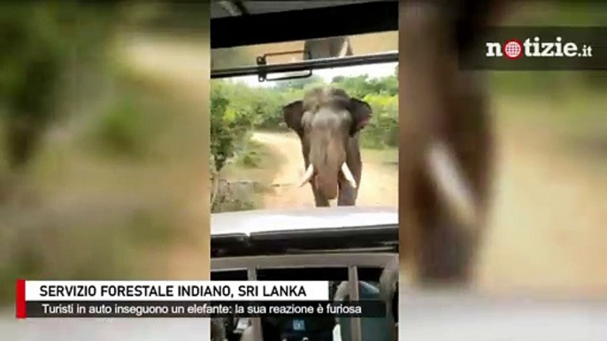 Sri Lanka, turisti inseguono in auto l'elefante: la sua reazione è terrificante
