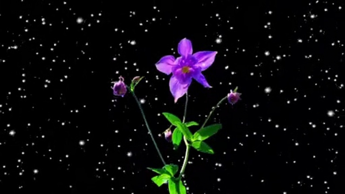 columbine flowers black screen background video || black screen video || snowfall on columbine flowers