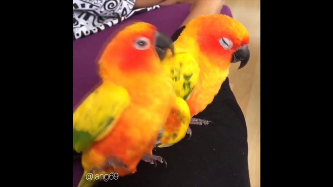 Funny and cute videos of parrots. A fun compilation of parrots. Funny parro
