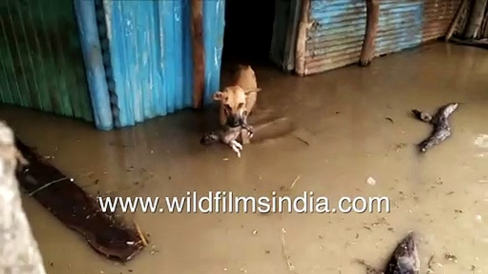 Dog successfully rescues its puppies from a flood, Python heart-warmingly rescued from flooded drain