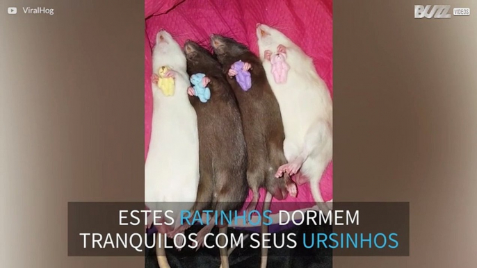 Ratinhos dormem abraçados a ursinhos de pelúcia