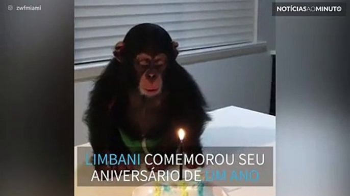 Chimpanzé faz 1 ano e ganha bolo na 'Zoological Wildlife Foundation'