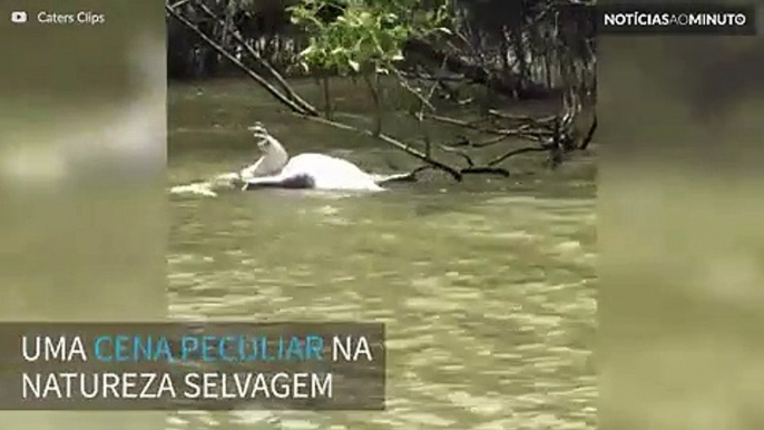 Canibal! Crocodilo é atacado por outro crocodilo na Austrália