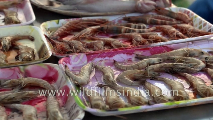 Types of Prawns and Shrimps _ Bakkhali Beach, West Bengal, India