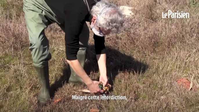 Grèce : des flamants roses empoisonnés par les plombs des chasseurs